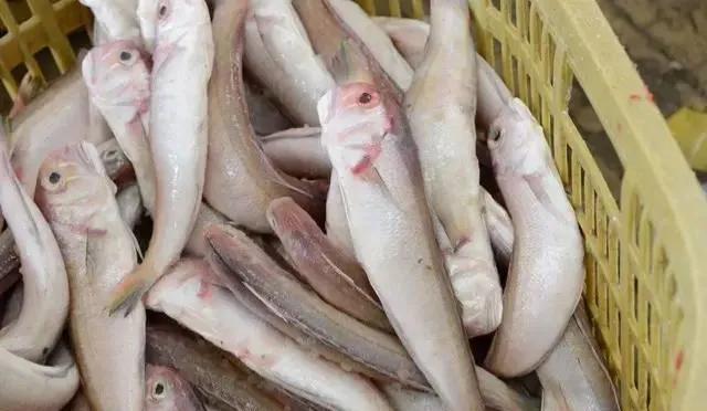 鱼类食材大全名称图片,鱼类菜谱大全100种