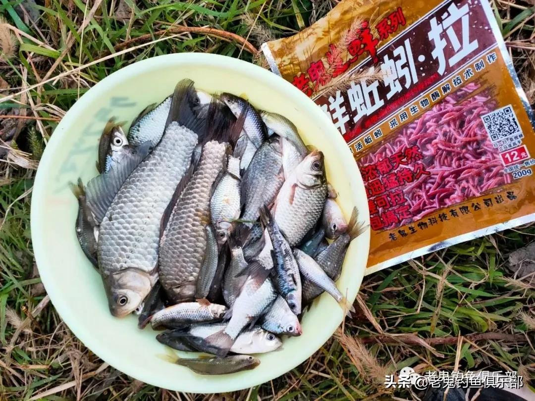 老鬼蚯蚓生鲜饵开饵方法,老鬼鲜蚯蚓拉饵100克