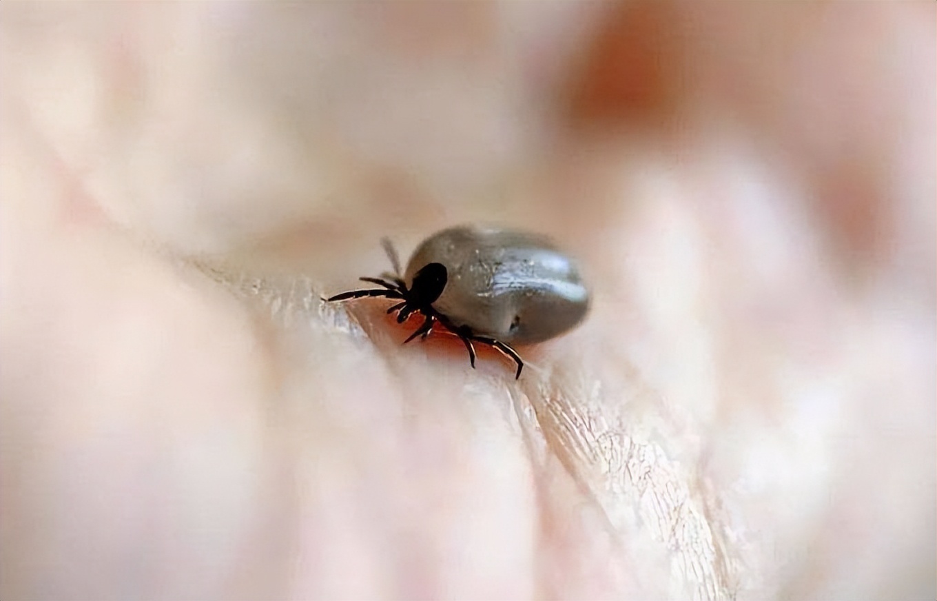 当心蜱虫,蜱虫该怎么避免