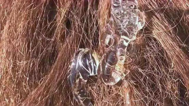 头发柔顺的洗发妙招,头发干枯毛躁变得柔顺光滑小妙招