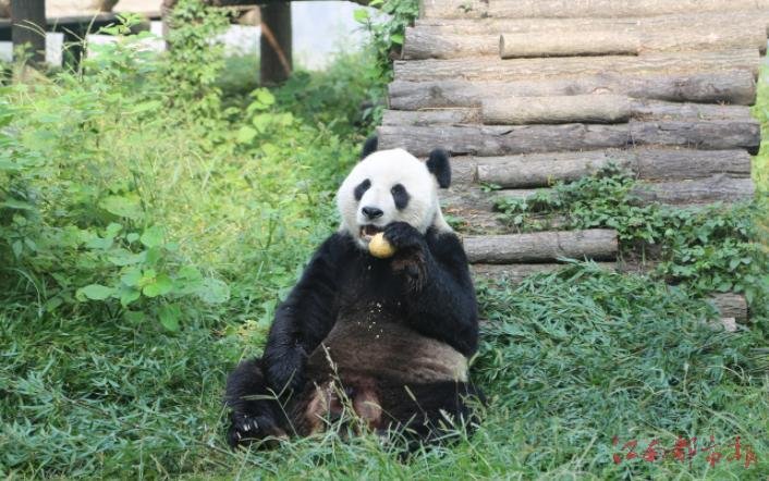 探访南昌动物园熊猫馆:伙食好胃口好“美灵”生活美滋滋(图)