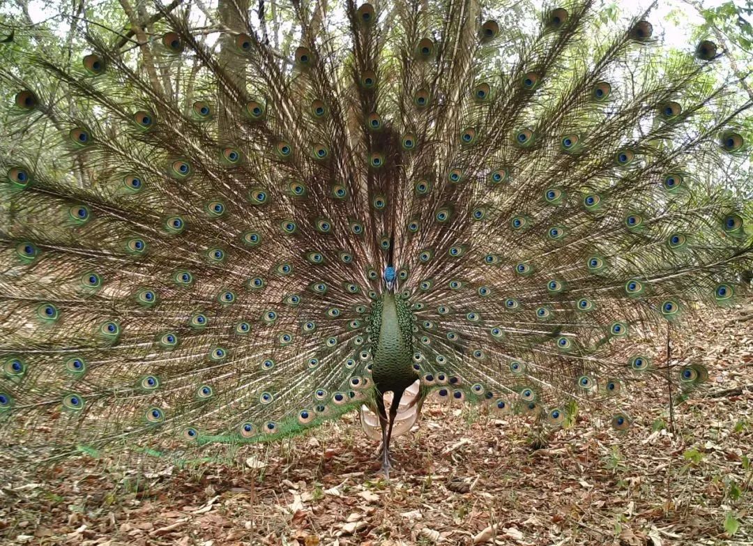昆明七彩云南怎么样,七彩云南避暑家园