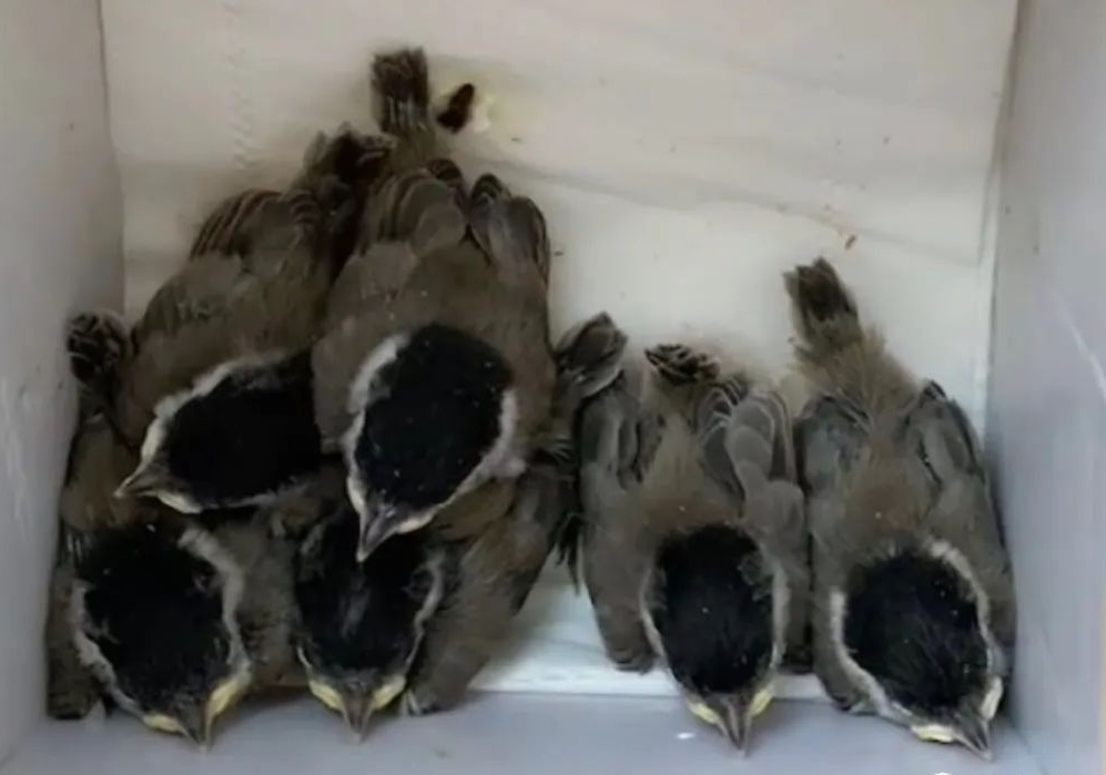 中国即将消失的养鸟文化六：这种鸟深受乾隆帝喜爱，为它特制笼子