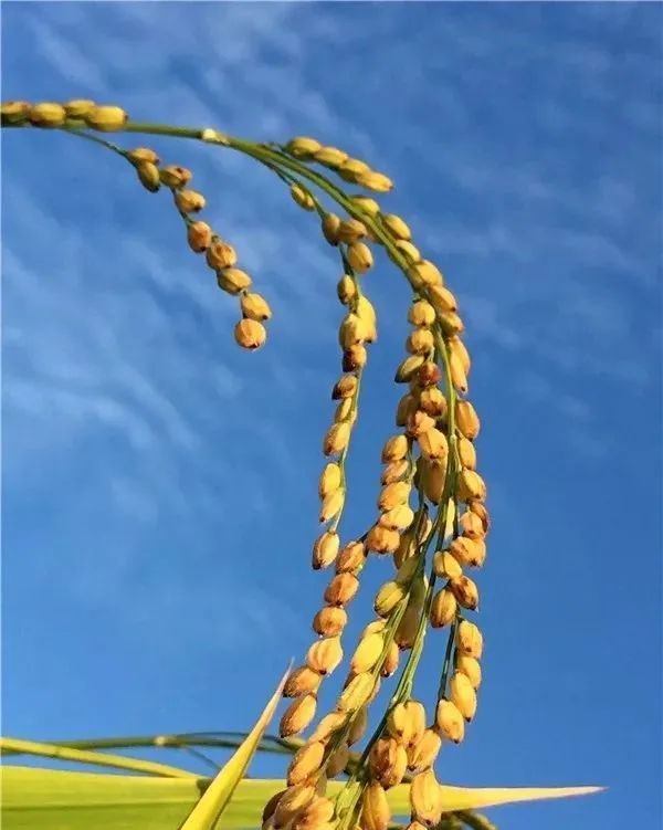 壮族三月三手工五色糯米饭,壮族三月三五色糯米饭如何制作