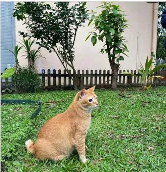 猫猫也要打狂犬疫苗吗,猫咪也怕打针啊