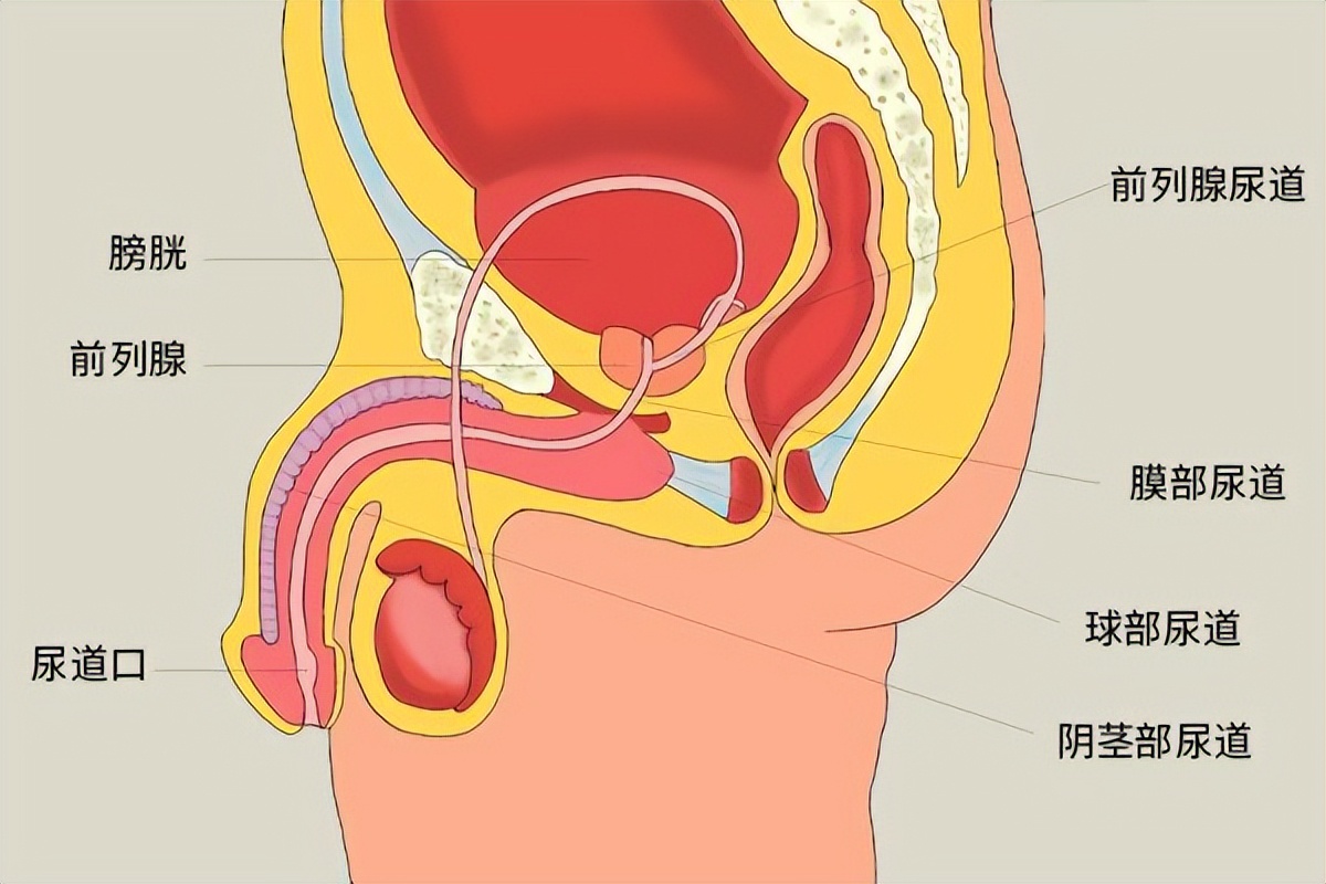 怎样预防前列腺炎长期不复发,如何避免前列腺炎的反复发作