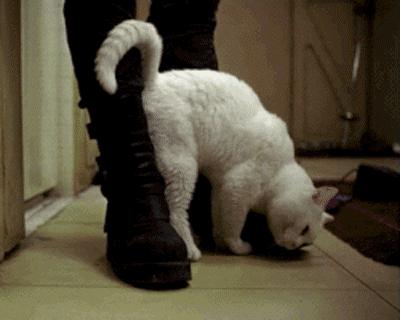 “猫咪发情，可以用棉签帮它爽爽吗？”