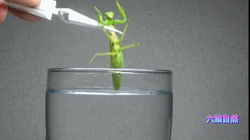 英国出现“僵尸”鸽子,英国出现僵尸鸽子人类会感染吗