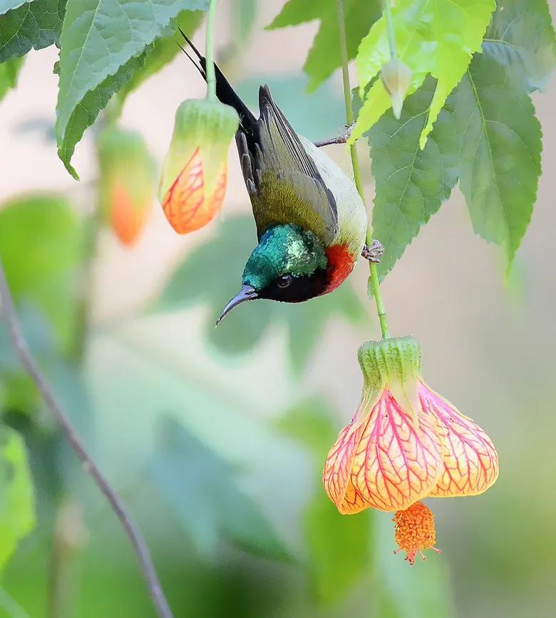 太阳鸟花的图片,太阳鸟精彩图片