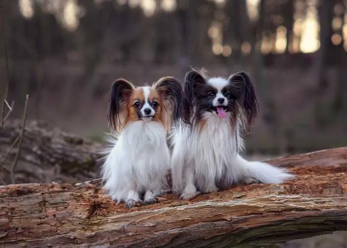 盘点世界十大最聪明的狗狗,全世界最聪明的狗狗十大排名榜