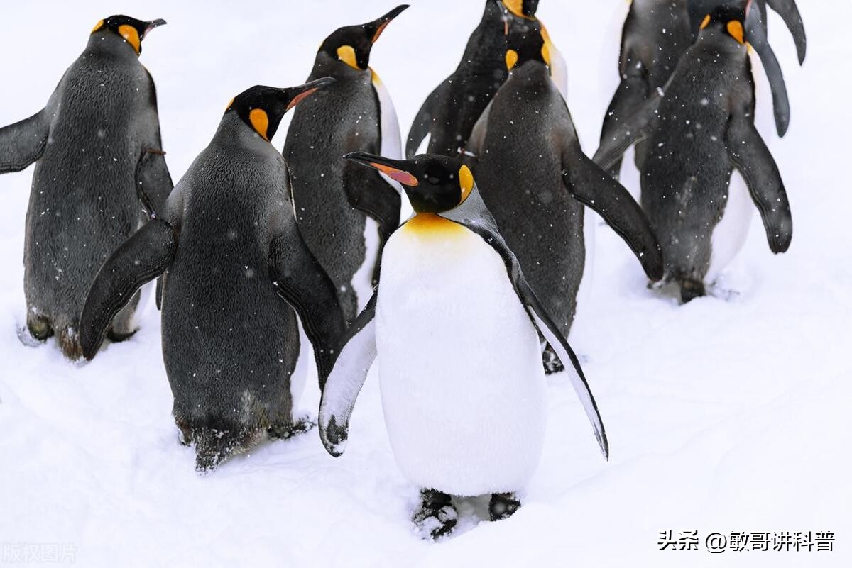 企鹅为什么只有肚子上白色的,为什么企鹅的肚子是白色的