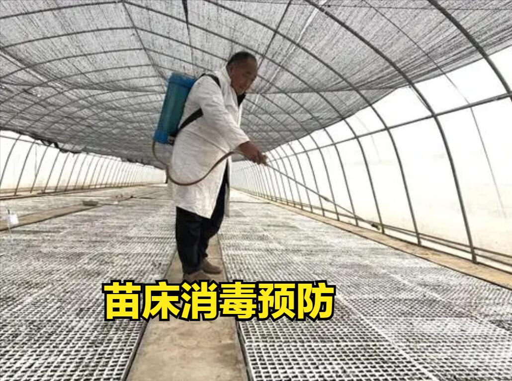 西红柿黄头能恢复嘛,种植西红柿发黑怎么回事