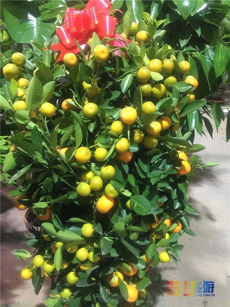 京南永清花卉批发市场,京南花卉批发市场