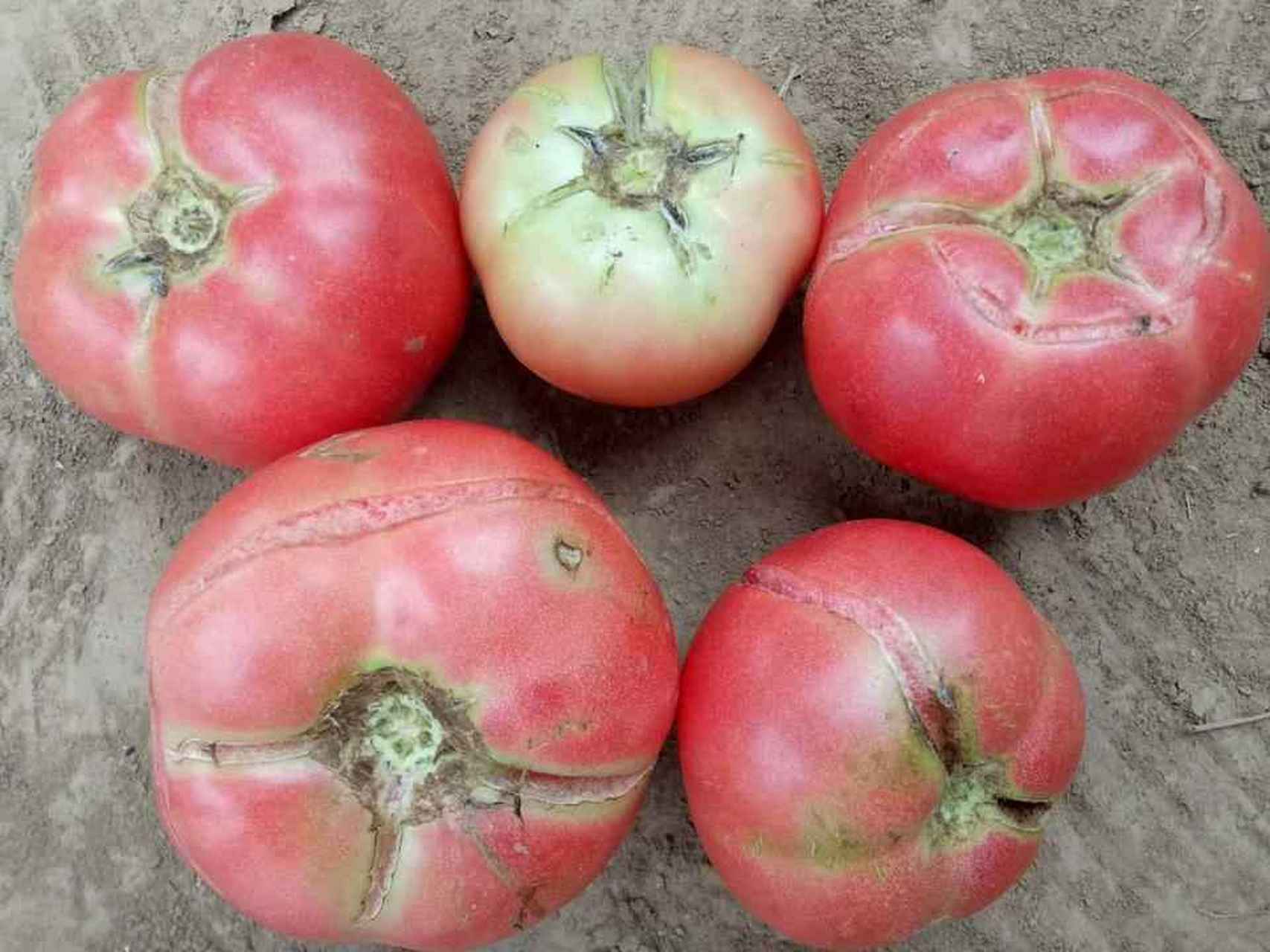 番茄裂果和卷叶是什么原因,番茄裂果是什么原因