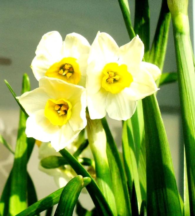 古诗词中的水仙花：飘零尘俗客再见水仙花