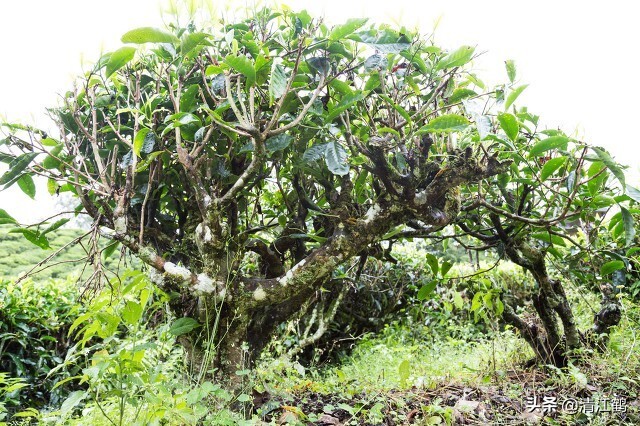 茶树不再结花蕾不开花是什么原因,为什么茶树不发芽