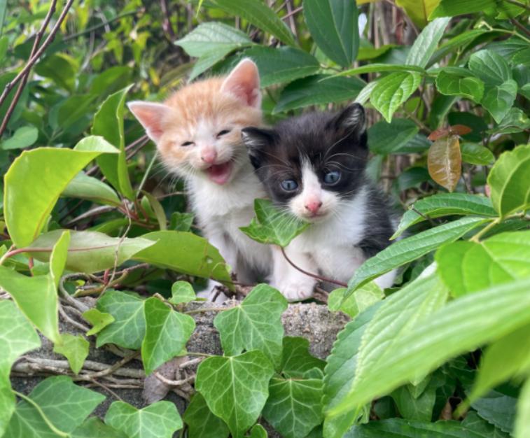 幼猫被主人碰了母猫还认吗,幼猫被人摸老猫就不喂了