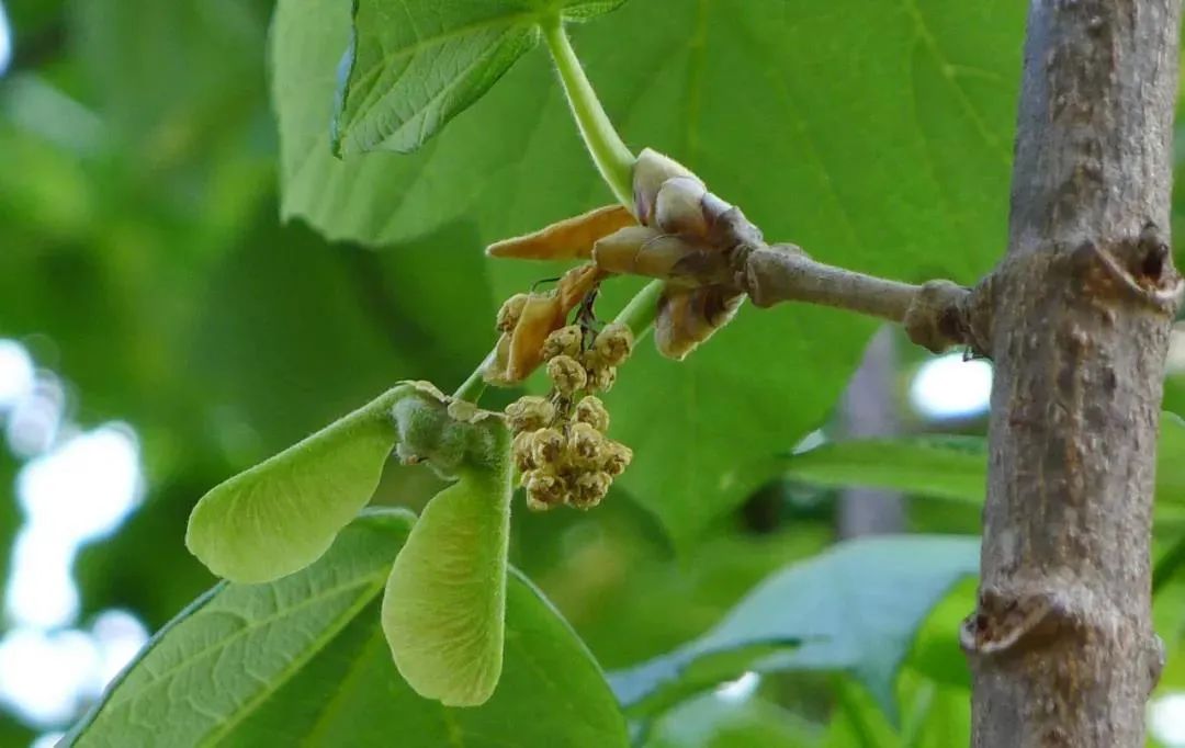 昆明七彩云南怎么样,七彩云南避暑家园