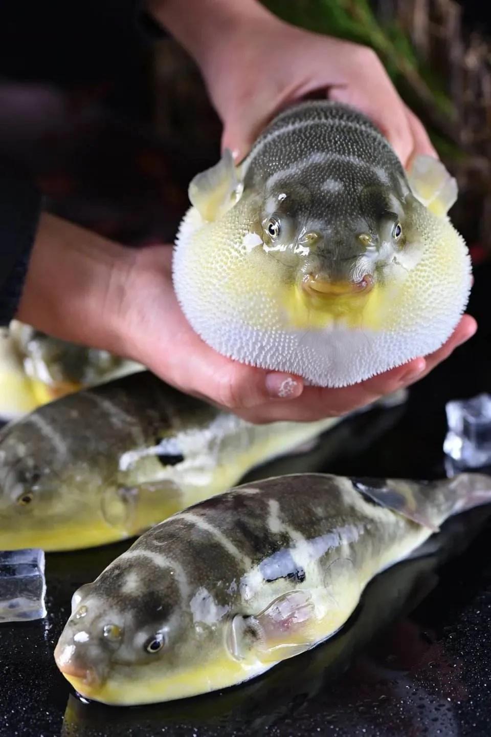 鱼类食材大全名称图片,鱼类菜谱大全100种