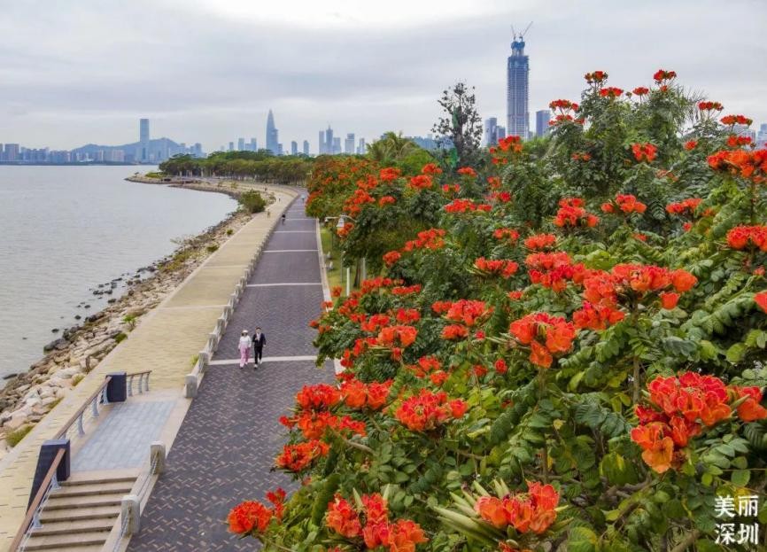 深圳11月有花的最佳去处,深圳花海公园十月有花看