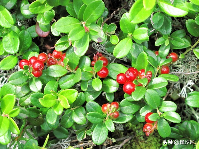 美人豆怎么做,美人豆图片