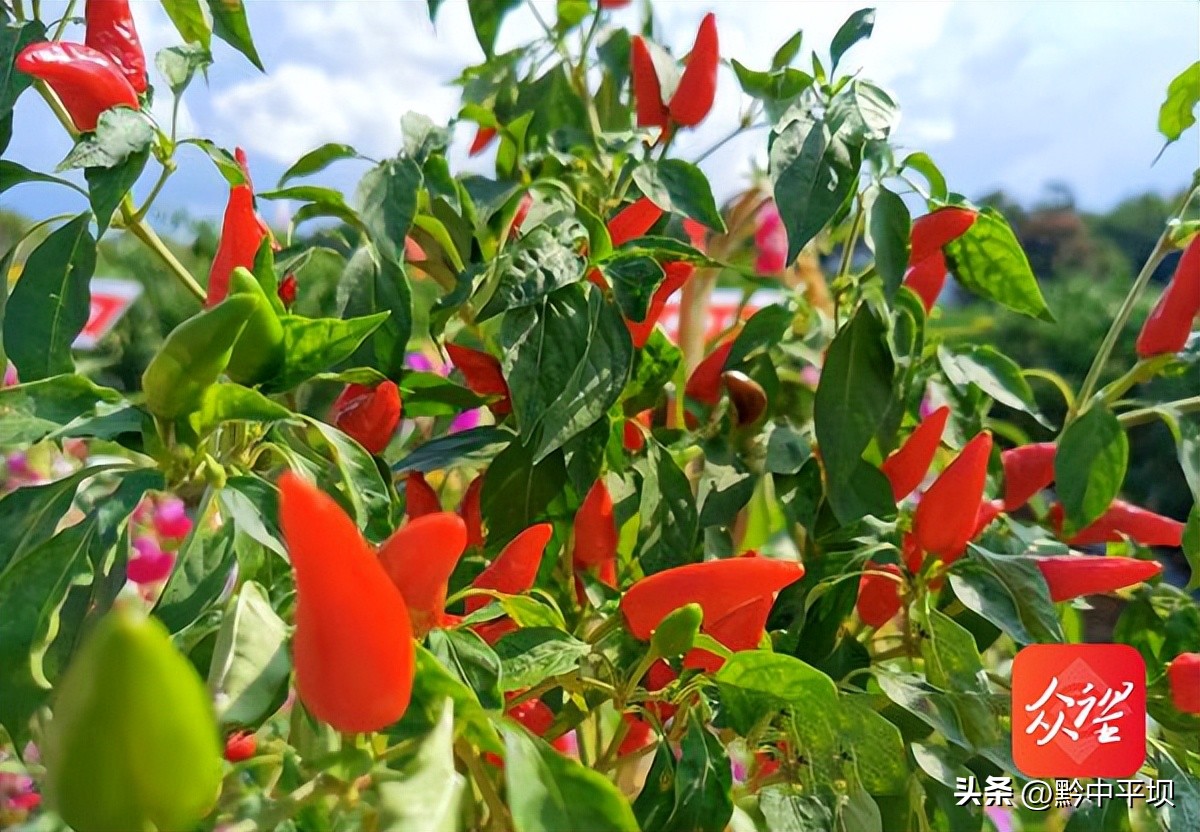 千椒百味自助火锅贵阳,千椒百味自助火锅贵阳店
