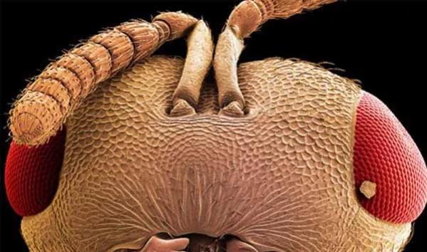 显微镜下的十大生物,显微镜下看到的各种不同样的生物