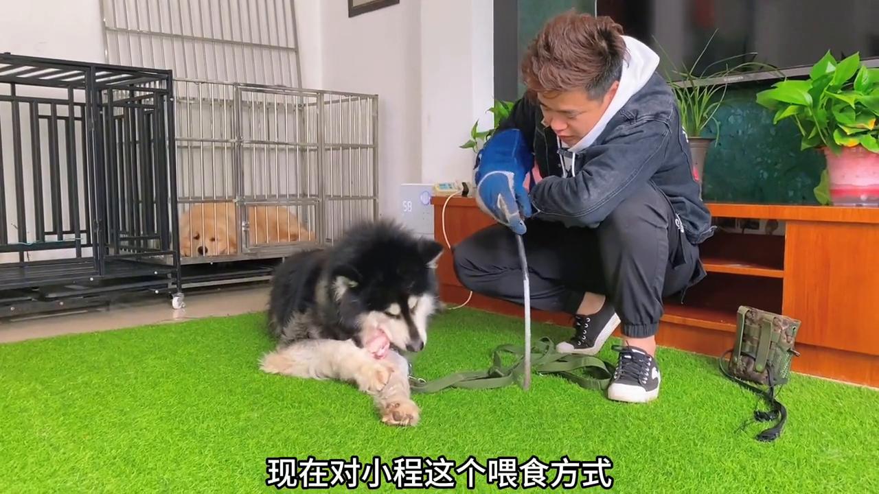咬人阿拉斯加训练,咬人护食的狗怎么训