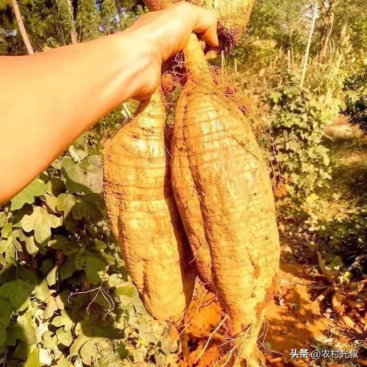 农村不起眼的东西有哪些可以卖钱,在农村有什么好的办法能发家致富