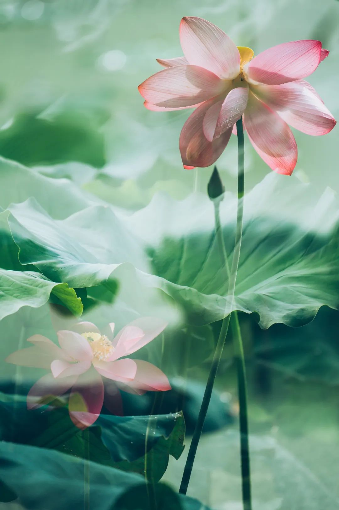 最美的荷花诗词,描写最美荷花的古诗词