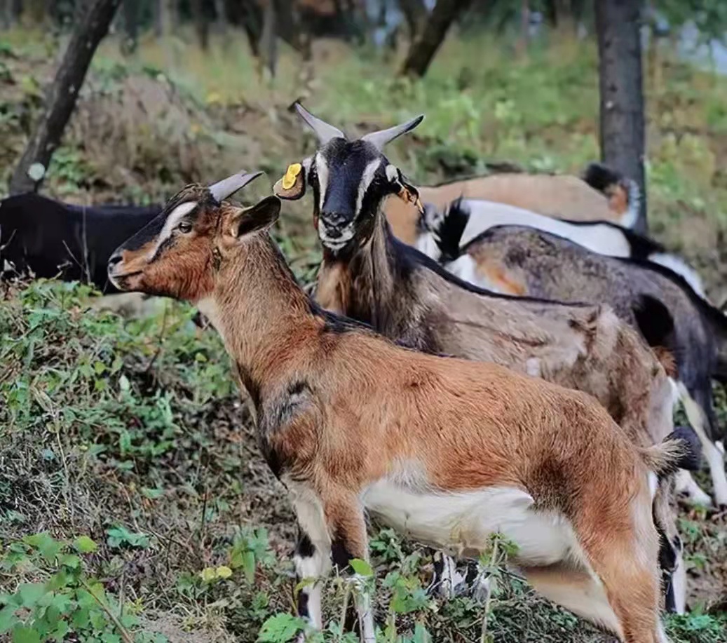 习水黑山羊火锅|来了习水连吃带拿的黑山羊火锅