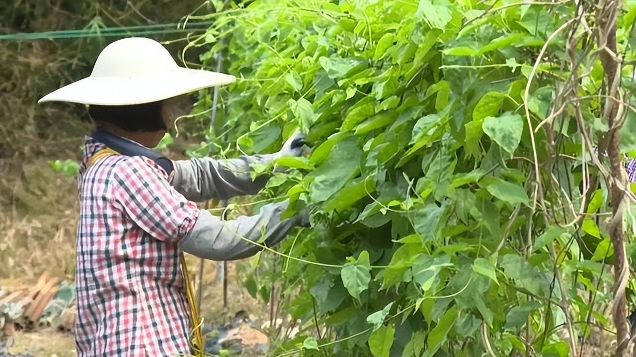 肇庆土特产农产品,肇庆最好的农业产业