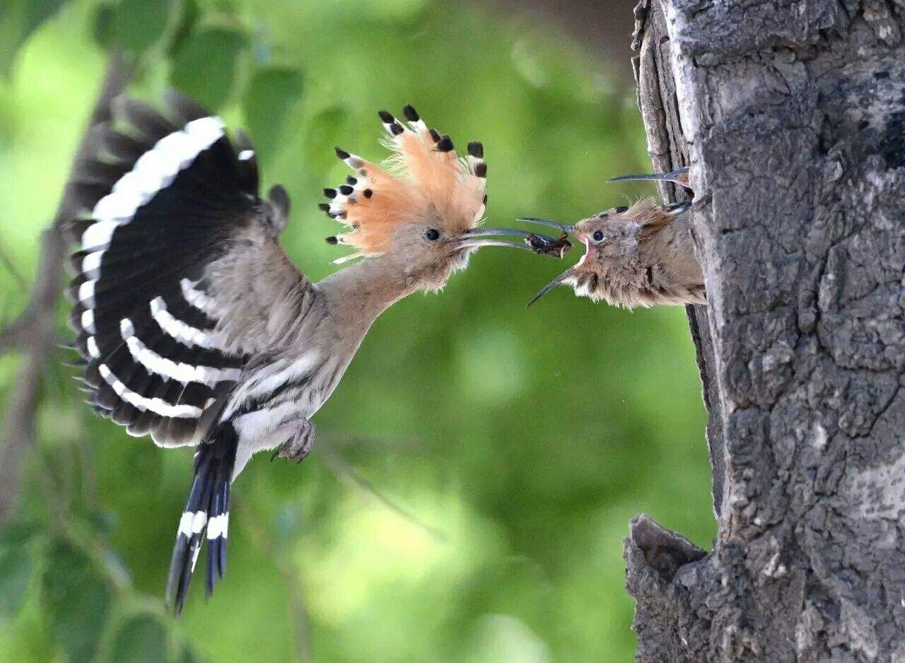 果园防鸟最好方法,果园防鸟出绝招