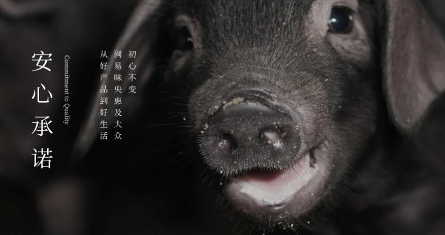 网易的养猪场现在怎么样了,网易养猪场现在怎么样了2020年