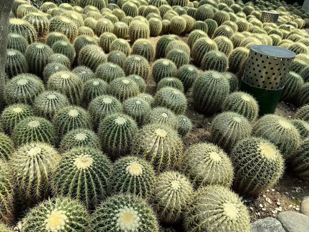 泰达热带植物园4月29日开园，文化之旅，一起鉴定网络热门植物