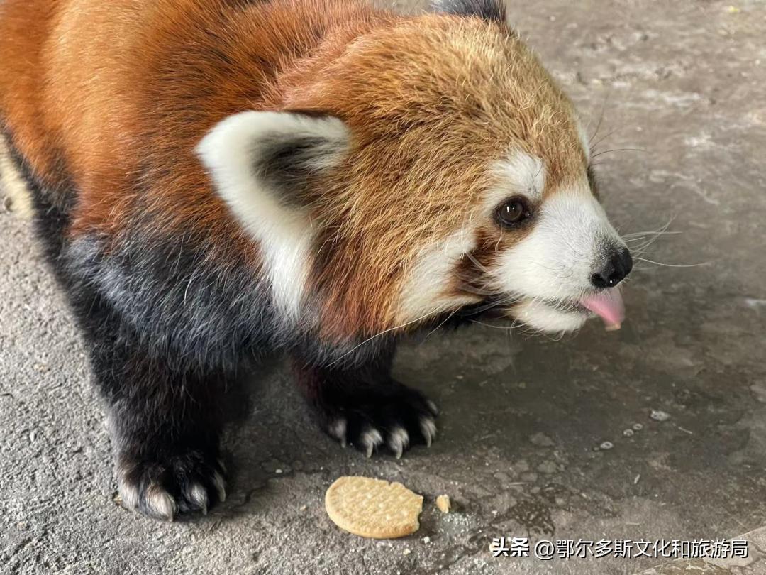 鄂尔多斯野生动物园和海洋馆门票,鄂尔多斯野生动物园海洋馆