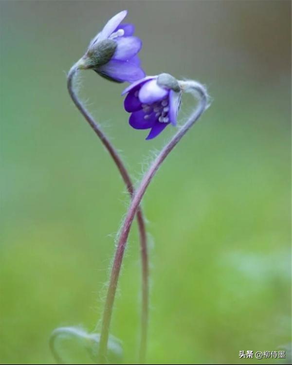 手机拍摄花朵的摄影技巧,拍照技术技巧花朵