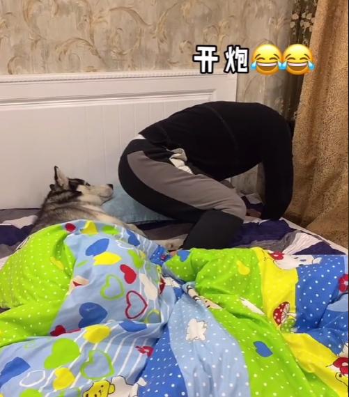 全网最听话的奥斯卡二哈,一只被主人逼疯的二哈奥斯卡