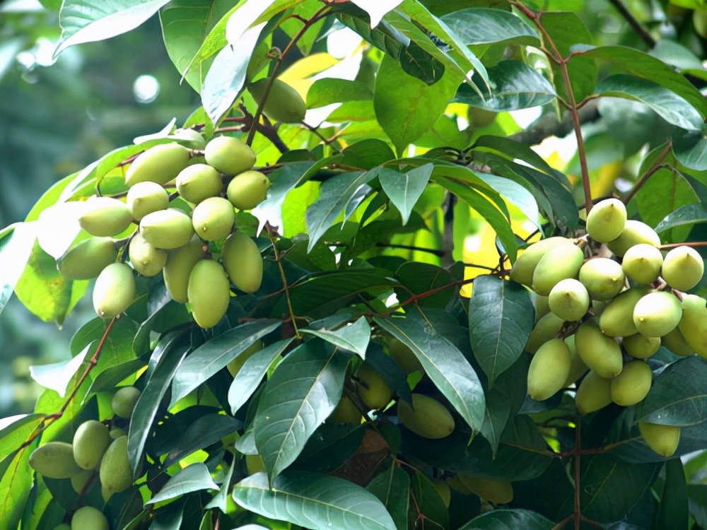 曾卖8万一颗，如今又被带火，果实800元一斤，又要跟风了