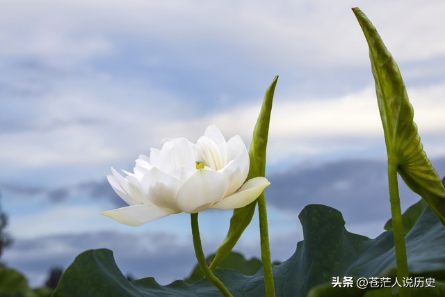 莲花出淤泥不染濯清涟而不妖,花仙子出淤泥而不染