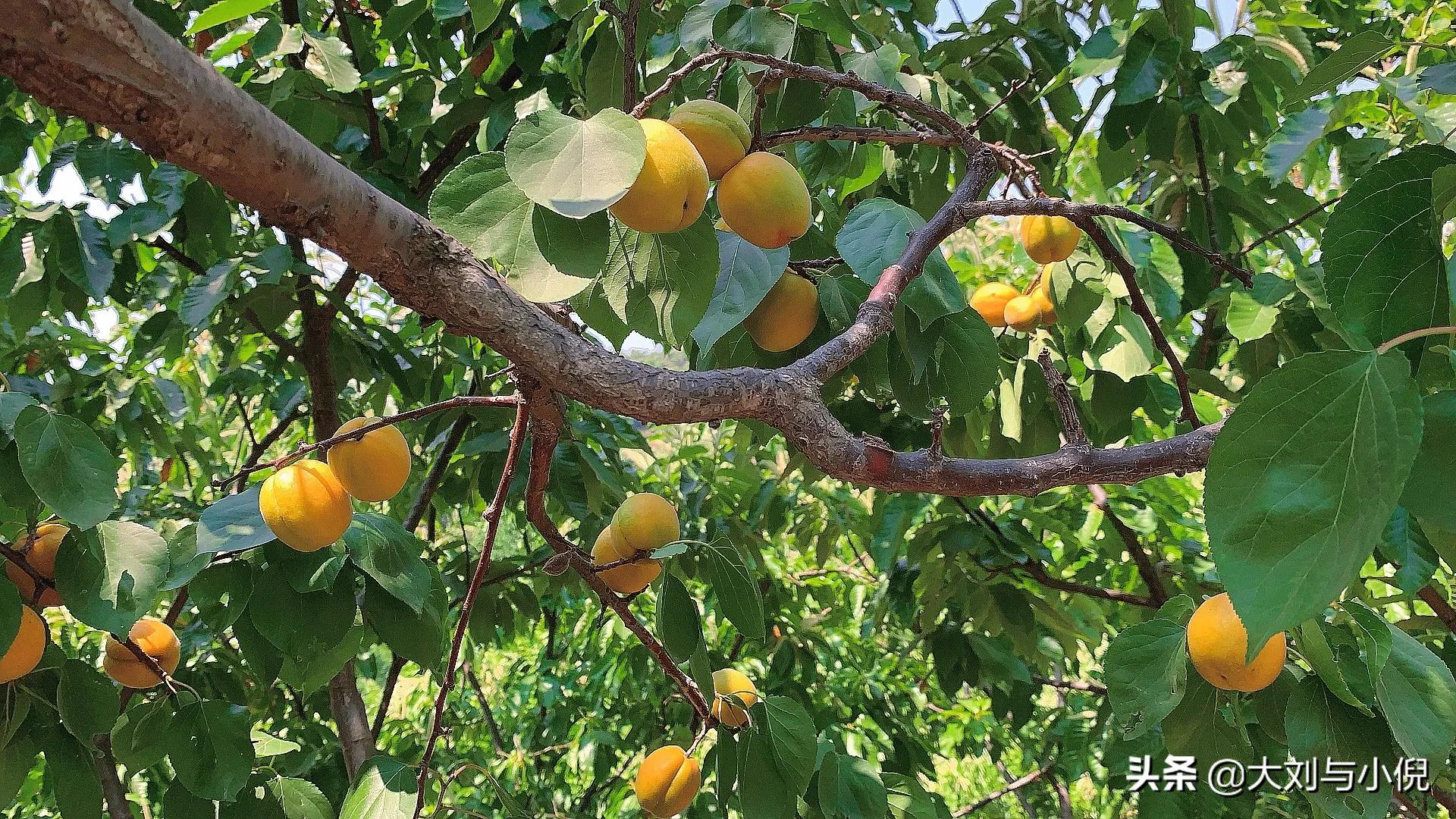 杏熟了的时候快来摘杏,山里的杏熟了图片