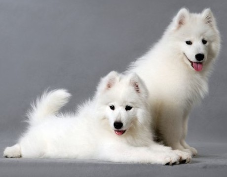 第一次养狗狗哪种狗狗适合新手养,几个月的狗狗适合新手养