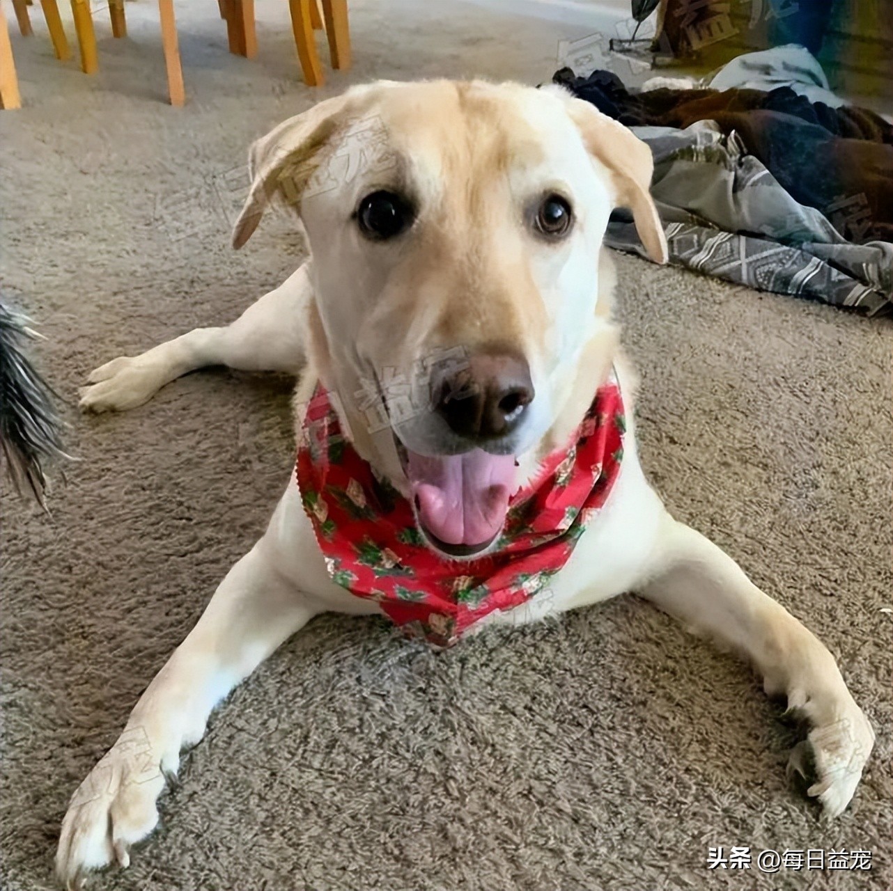 狗狗魔性舞步太洗脑,狗狗魔性跳舞