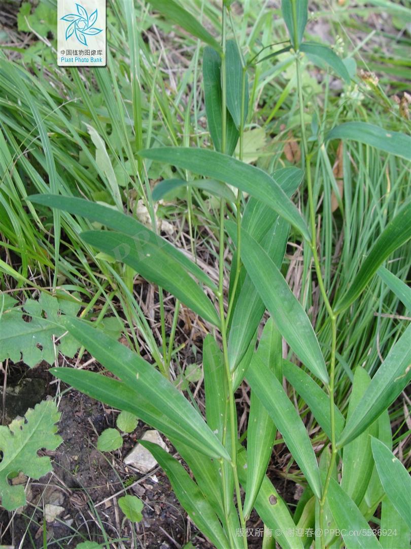 欣擎茹草踏春来·柴胡