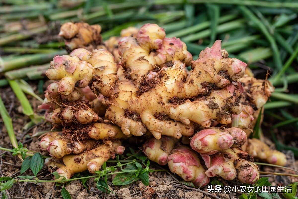 种生姜最高产量每亩有多少斤,什么样的土质适合种植生姜产量高