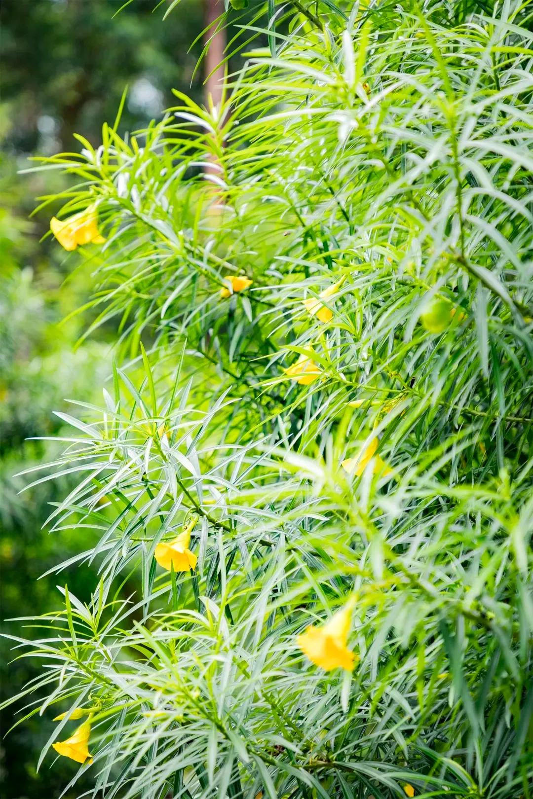 深圳最值得爬的景点,深圳十大最值得爬的山