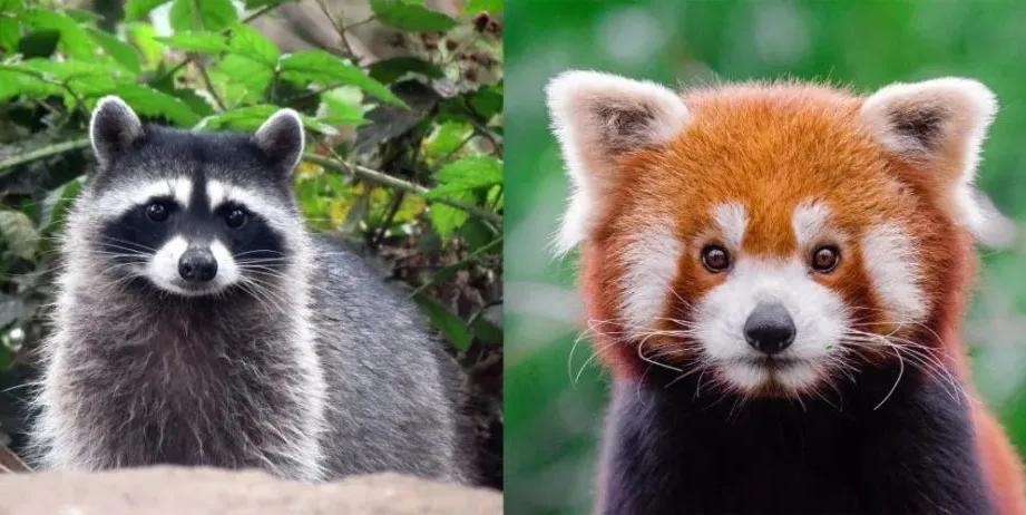 大熊猫真的安全了吗,大熊猫安全性能