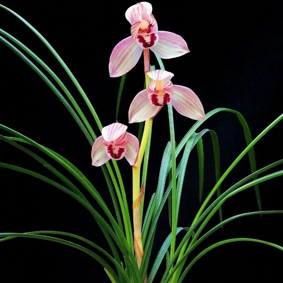 比较贵的兰花是怎么来的,十大名贵兰花你知道几种