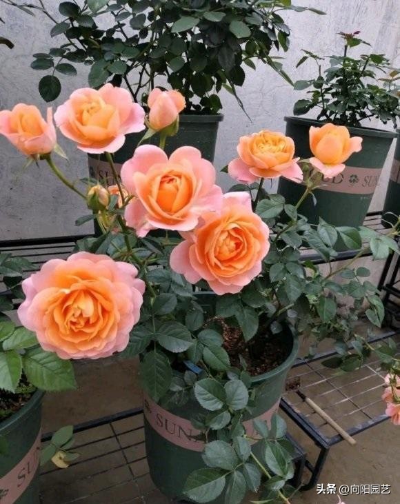 月季不发芽怎么处理,月季扦插用蛭石还是用水泡生根快