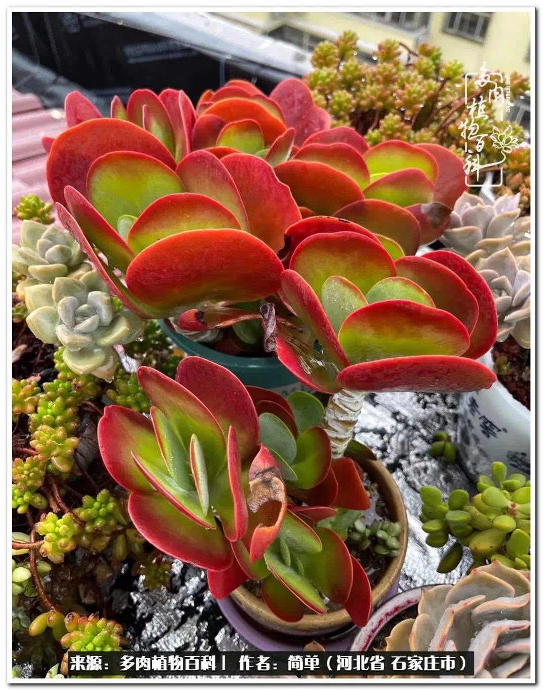 自从养了多肉以后视频,养多肉治愈生活中的疲惫和琐碎